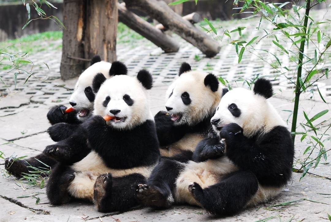 阵乐山, 经历两次比, forma